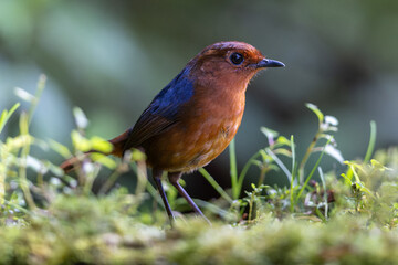 Nature wildlife Bornean Shortwing (Brachypteryx erythrogyna) bird taken at Sabah, Borneo
