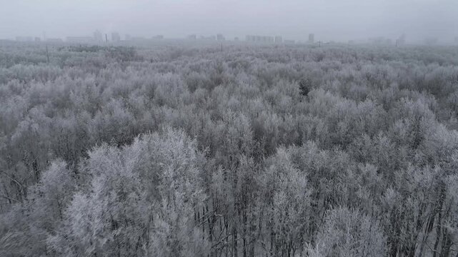 winter forest aerial snow covered trees drone flying forward cold landscape frosty branches bare woodland seasonal nature calm atmospheric scene