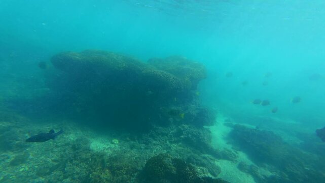 Black triggerfish and yellowtail surgeonfish swim near large coral rocks and a sandy seabed at La Morita beach, Tenacatita, Mexico.