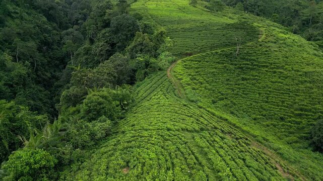 High altitude aerial view of tea fields in Indonesia covering rolling highlands with structured crop patterns and a rural road winding through the landscape within a managed agricultural area
