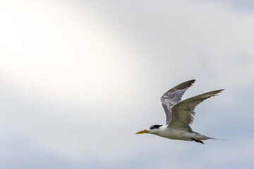 Fototapeta premium Seabirds Greater Crested Tern flying in the sky