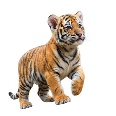 Obraz premium Walking tiger cub with raised paw, orange fur and black stripes, wildlife animal portrait, Isolated on white background