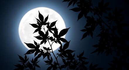 Silhouetted Leaves Against a Bright Full Moon in the Night Sky.