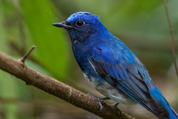 Naklejka premium Nature wildlife bird of Zappey's Flycatcher, Migration bird of Sabah Borneo.