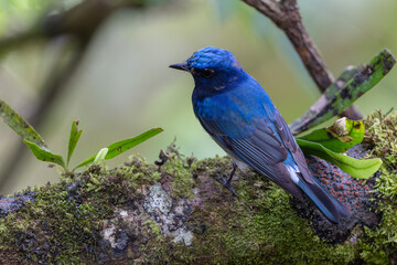 Naklejka premium Blue-and-white Flycatcher, Japanese Flycatcher male blue and white color perched on a tree
