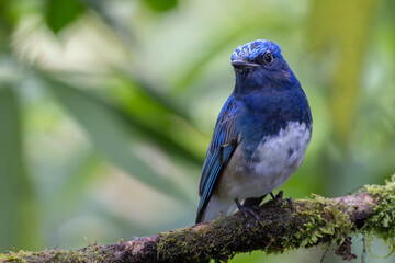 Nature wildlife bird of Zappey's Flycatcher, Migration bird of Sabah Borneo.