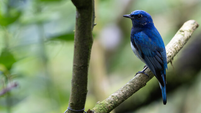Nature wildlife bird of Zappey's Flycatcher, Migration bird of Sabah Borneo.