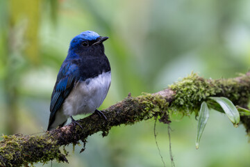 Obraz premium Blue-and-white Flycatcher, Japanese Flycatcher male blue and white color perched on a tree