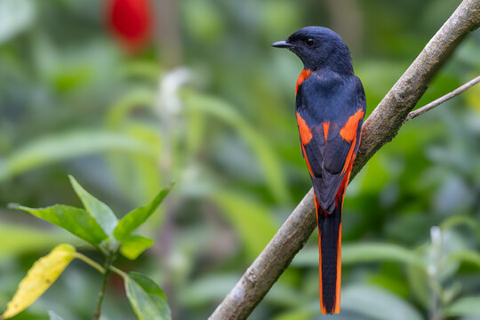 Grey-chinned minivet displaying its vibrant plumage while perched on a branch