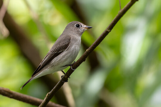 Nature wildlife image of Asian Brown Flycatcher perching on tree branch