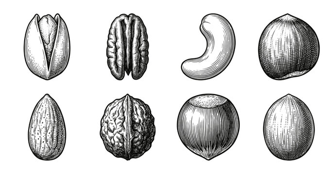 Vintage engraving style collection of assorted nuts including walnut, pistachio, and hazelnut in hand-drawn pen and ink illustration.