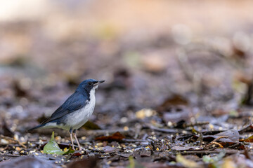 Fototapeta premium Siberian Blue Robin Blue birds found in Sabah, Borneo