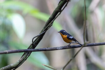 Fototapeta premium A captivating photograph capturing the grace of a Rufous-Chested Flycatcher (Ficedula dumetoria) as it perches on a slender tree branch in its woodland habitat.