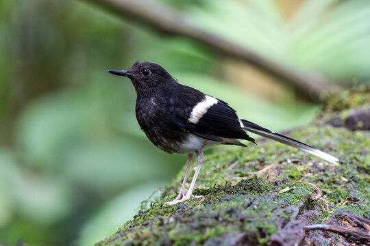 Nature wildlife of Bornean forktail taken at deep jungle rainforest of Sabah, Borneo