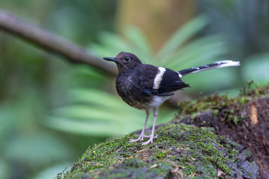 Nature wildlife of Bornean forktail taken at deep jungle rainforest of Sabah, Borneo