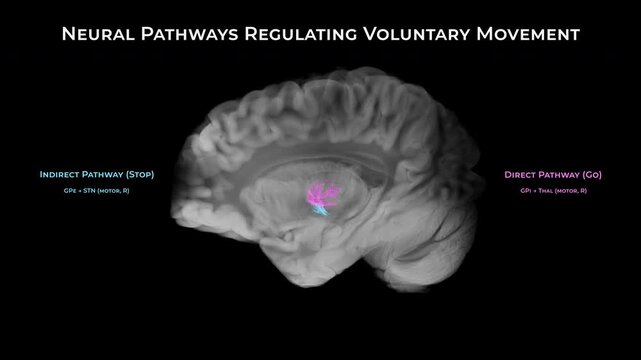 Basal Ganglia Motor Circuit in Human Brain, Sagittal View, Transparent Background