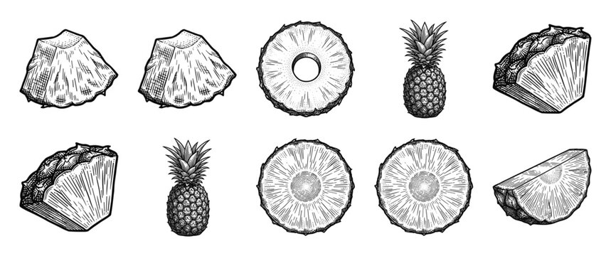 Vintage pineapple collection featuring hand drawn sketches of whole fruit, slices, rings, and chunks in a detailed woodcut engraving style.