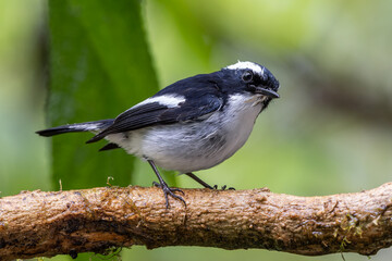 Fototapeta premium Little Pied Flycatcher on perched on a tree branch found in Borneo