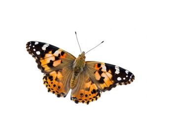 Obraz premium Painted lady butterfly top view with fully open orange, black and white patterned wings, isolated on white background, detailed nature insect illustration art