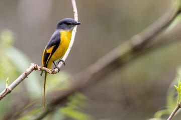 Fototapeta premium Grey-chinned minivet displaying its vibrant plumage while perched on a branch