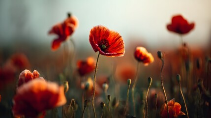 Vibrant Poppy Field - A Captivating Display of Red Blooms in the Sunlight.