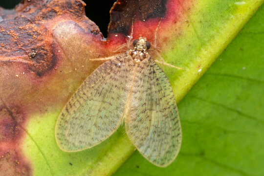 Marco image image of Pleaseing Lacewings (Dilaridae) on green leaves