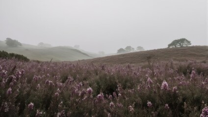 Misty Morning Landscape with Heather and Rolling Hills.