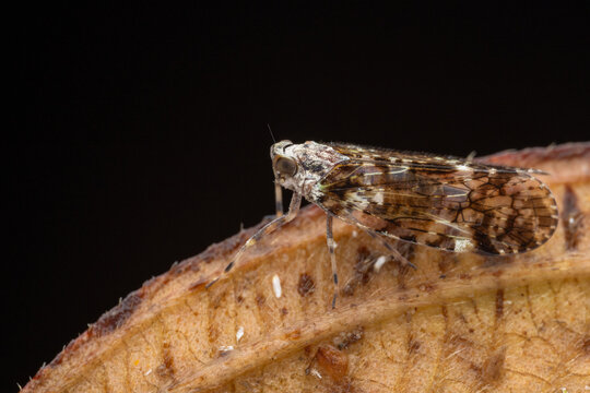 Marco image of ornate planthopper (Liburniella ornata).