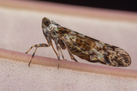 Marco image of ornate planthopper (Liburniella ornata).
