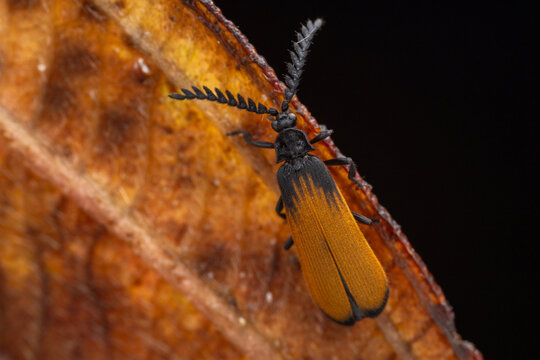 Marco image of net-winged beetle from the family Lycidae. They are also known as fire-colored beetles.