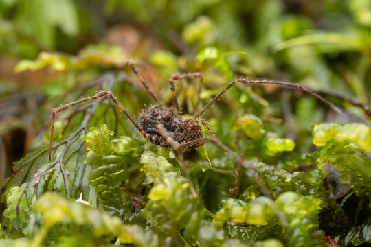 Nature Macro image of Opiliones spider also know as harvesters, or daddy longlegs spider.