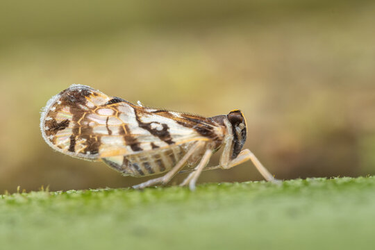 Marco image of ornate planthopper (Liburniella ornata).