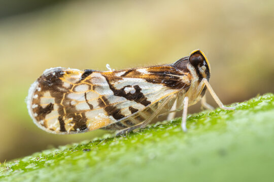 Marco image of ornate planthopper (Liburniella ornata).
