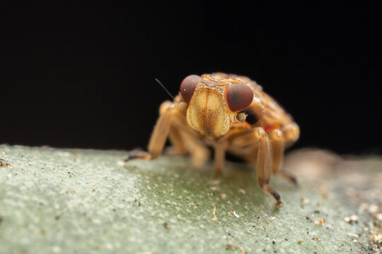 Marco image of tiny leafhooper of Sabah, Borneo