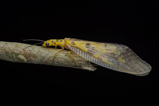 macro image of a yellow dobsonfly on Green leaves of Sabah, Borneo.