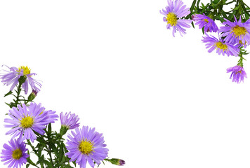 Corner arrangements with purple aster amellus flowers isolated on white or transparent background
