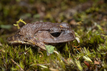Fototapeta premium Cute frog with big eyes in Sabah, Borneo