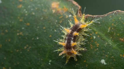Beautiful stinging nettle slug caterpillar