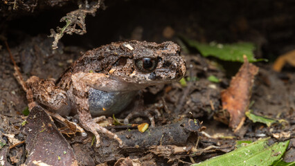 Fototapeta premium Macro image of Kinabalu Slender Litter Frog - Leptolalax arayai