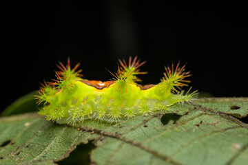 Fototapeta premium Close-up of a vibrant green spiny caterpillar with blue and orange spots, moving slowly across a lush green leaf in a tropical rainforest environment