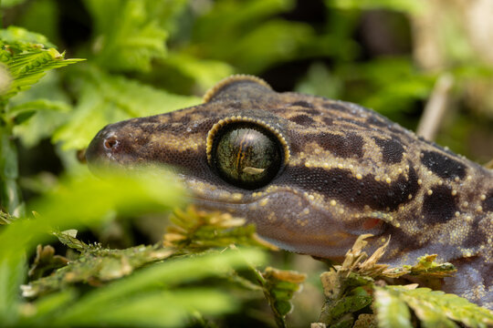 Macro image of Kinabalu Angle-toed Gecko of Sabah, Borneo