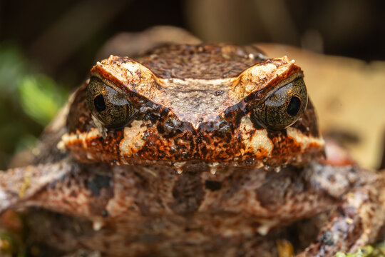 Beautiful Borneo Horn frog, Borneo Horn frog, Close-up of Borneo Horn Frog