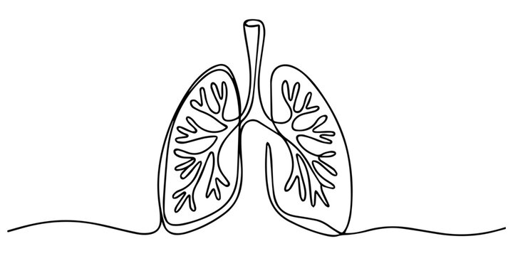 Continuous one line art of human lungs simple minimalist drawing, Continuous single line drawing of human lungs with editable stroke. Minimal one line art style vector. eps, Anatomy of lungs vector.