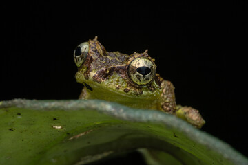 Fototapeta premium Beautiful Nature image of Mossy Frog of Borneo standing on green leaf