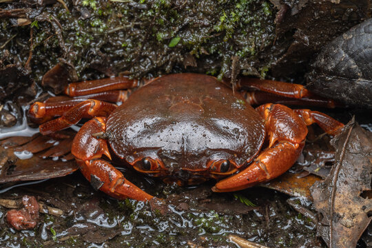 Nature marco image of Fresh water crab found at Kinabalu Park, Kundasang, Sabah, Malaysia