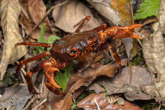Nature marco image of Fresh water crab found at Kinabalu Park, Kundasang, Sabah, Malaysia