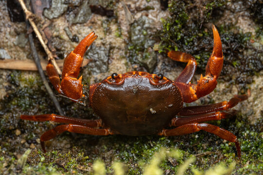 Nature marco image of Fresh water crab found at Kinabalu Park, Kundasang, Sabah, Malaysia