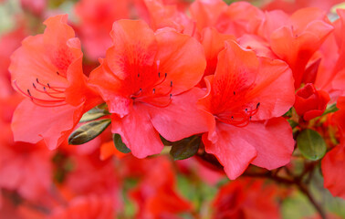 Red rhododendron petals, selective focus