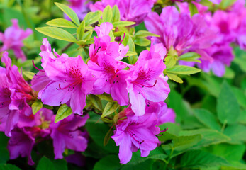 Magenta rhododendron inflorescence against green leaves