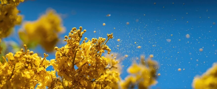 The yellow blossoms releasing pollen against a bright clear blue spring sky
